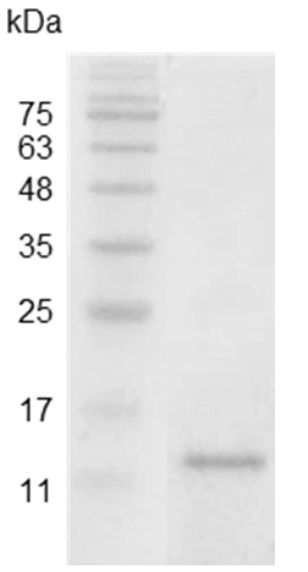 Recombinant IL-15 (Interleukin-15), Swine, AF