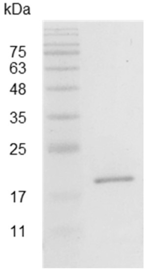 Recombinant IL-17A (Interleukin-17A), Swine, AF