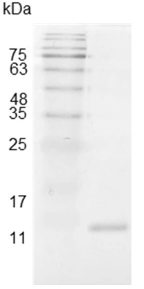 Recombinant IL-2 (Interleukin-2), Swine, AF