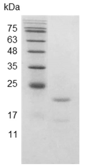 Recombinant IL-6 (Interleukin-6), Swine, AF