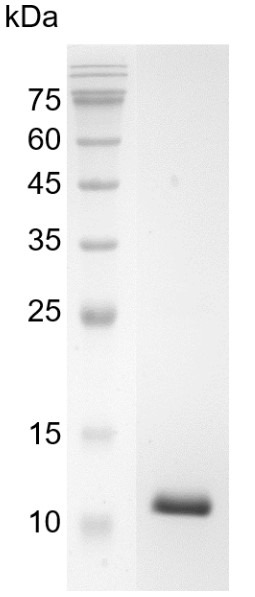 Recombinant TGF beta 1 (Transforming growth factor beta 1), Swine, AF