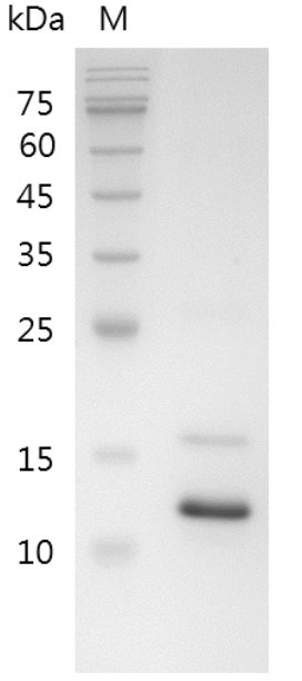 Recombinant TNF alpha (Tumor necrosis factor alpha), Swine, AF