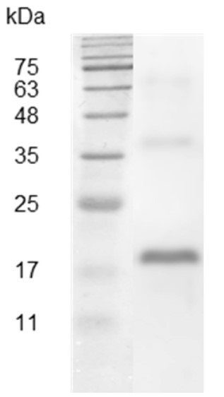 Recombinant VEGF (Vascular endothelial growth factor), Swine, AF