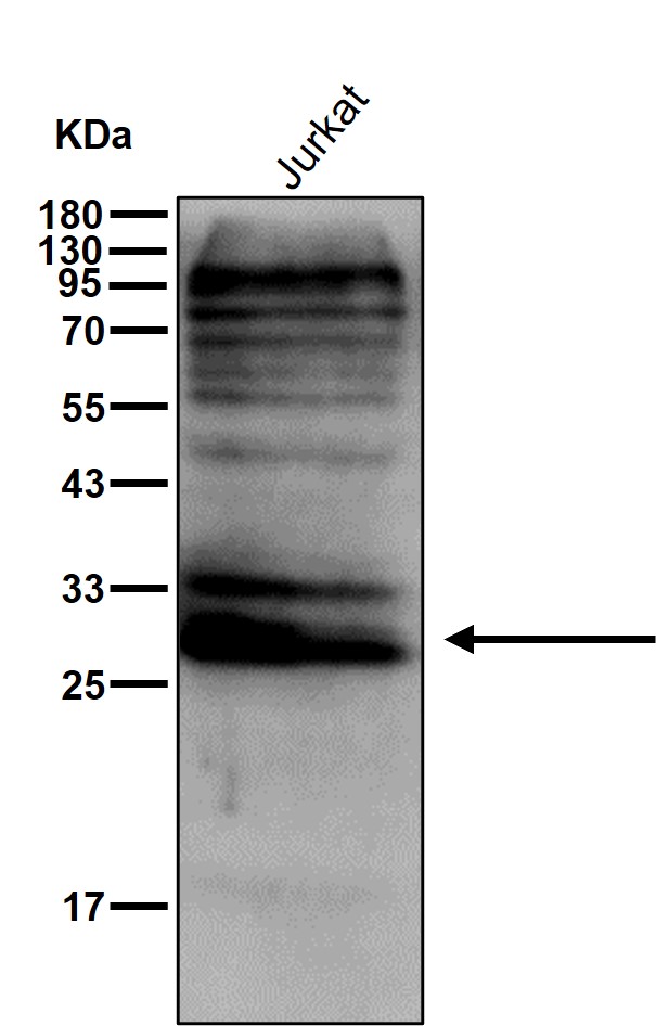 BCAS2 Ab