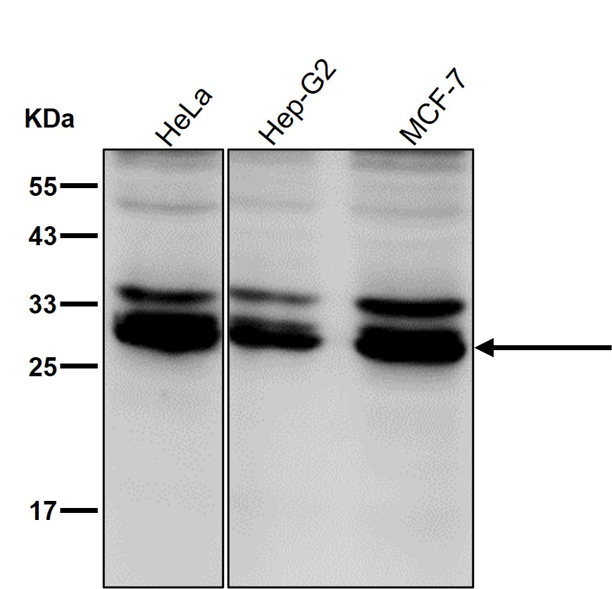 BCAS2 Ab