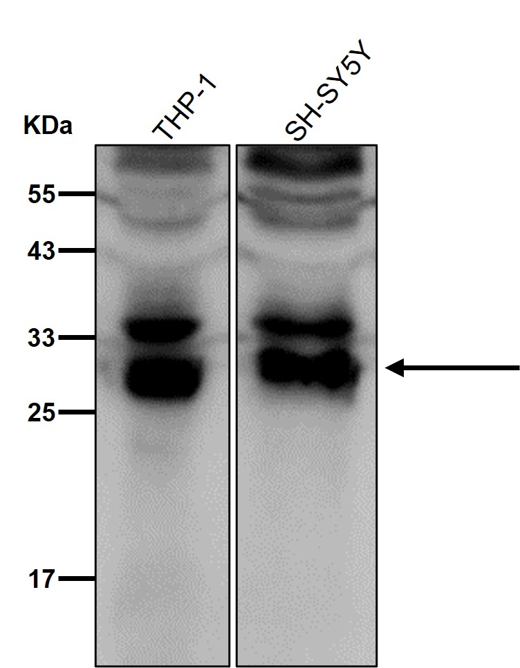 BCAS2 Ab