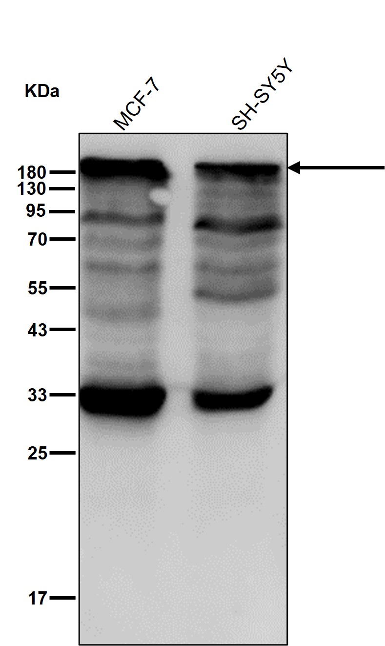 p-Filamin A (S1083) Ab