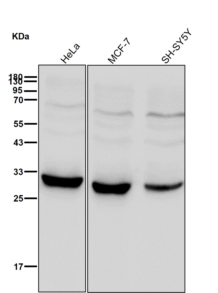 CDK4 Ab