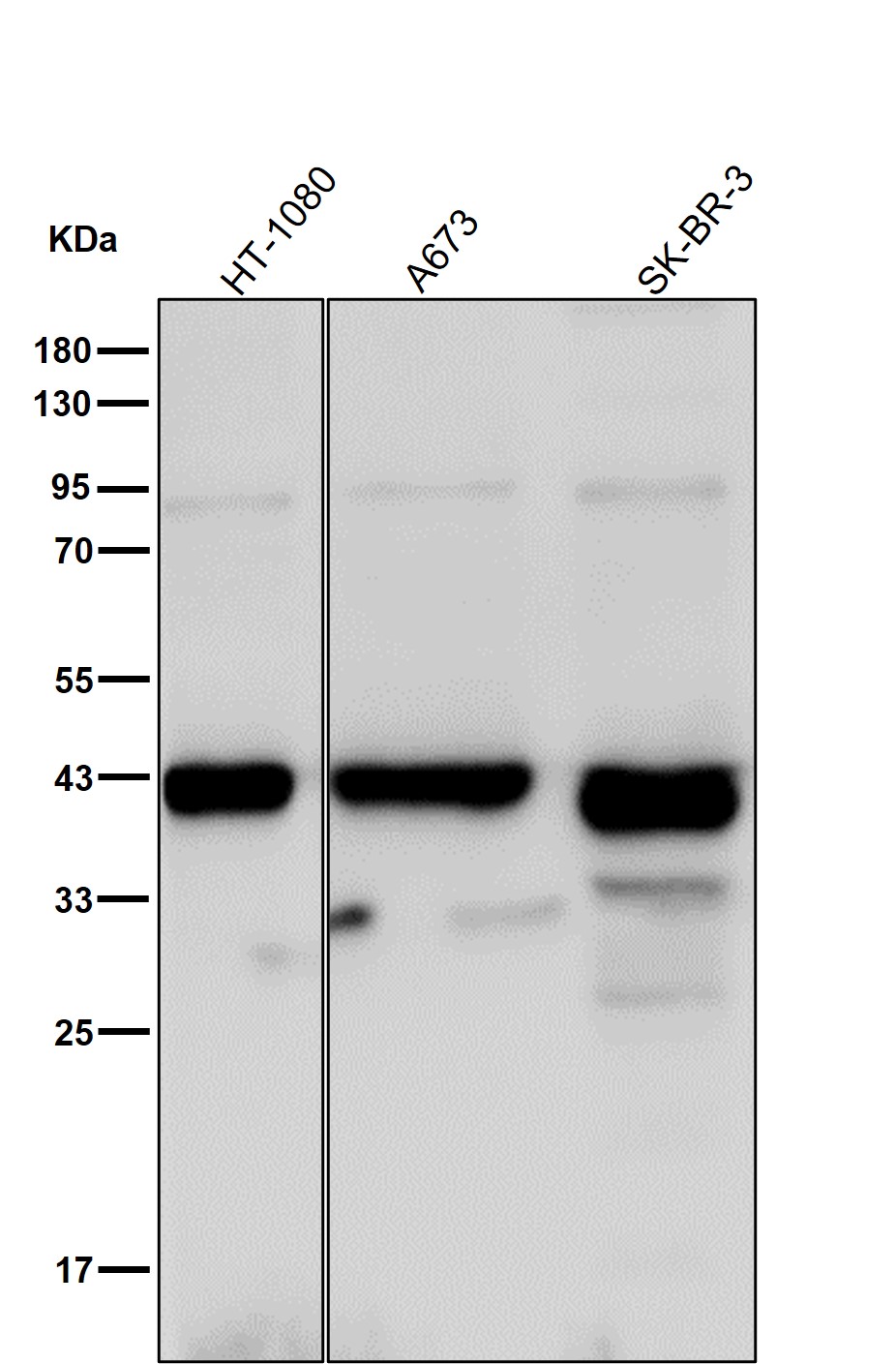 PCYT1A Ab