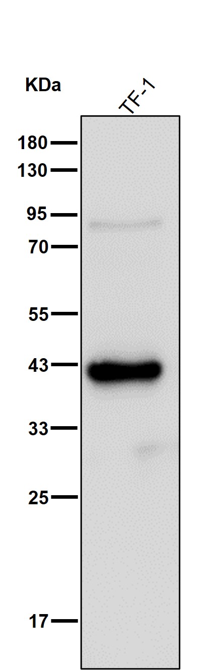 PCYT1A Ab