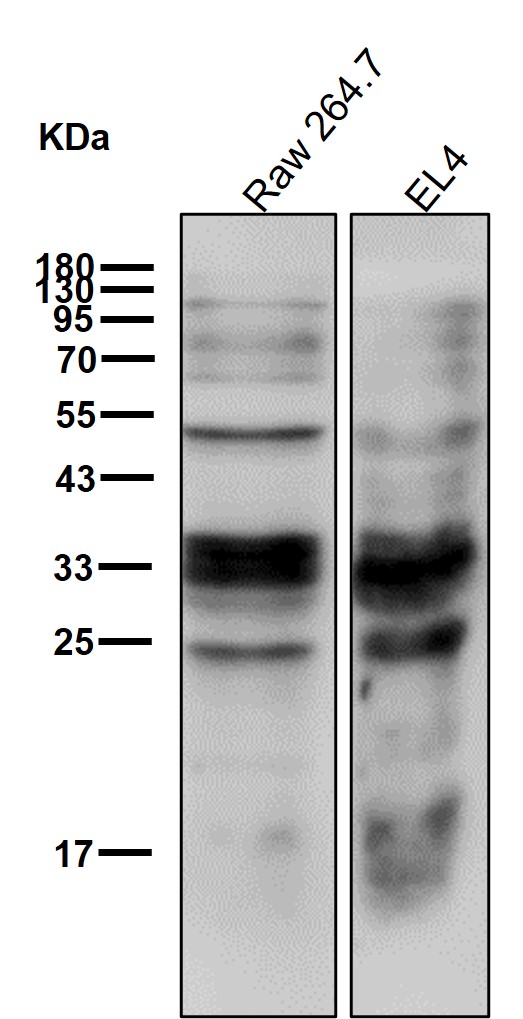 STUB1 Ab