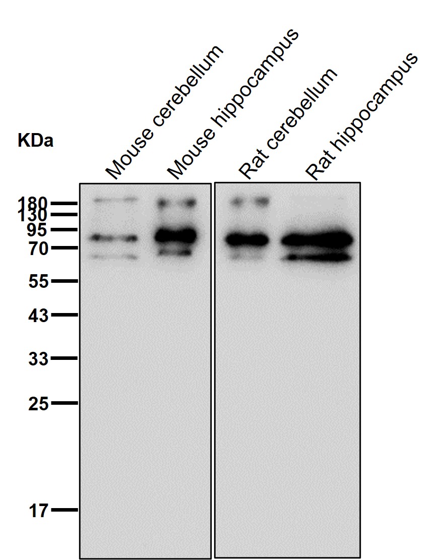 p-Synapsin I (S553) Ab