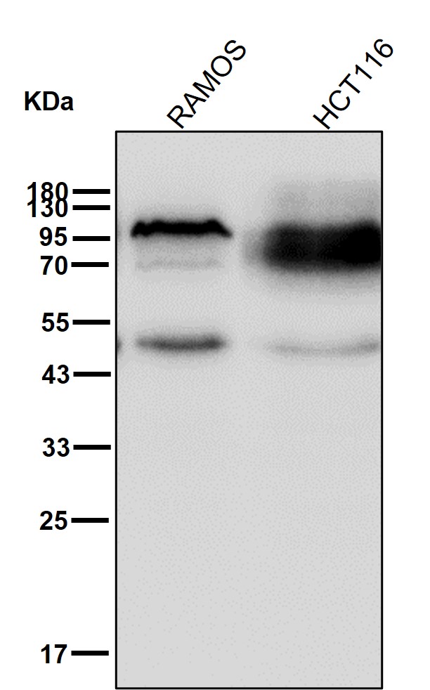 EWSR1 Ab