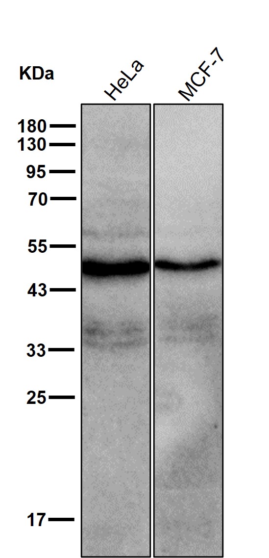 PHD2 Ab