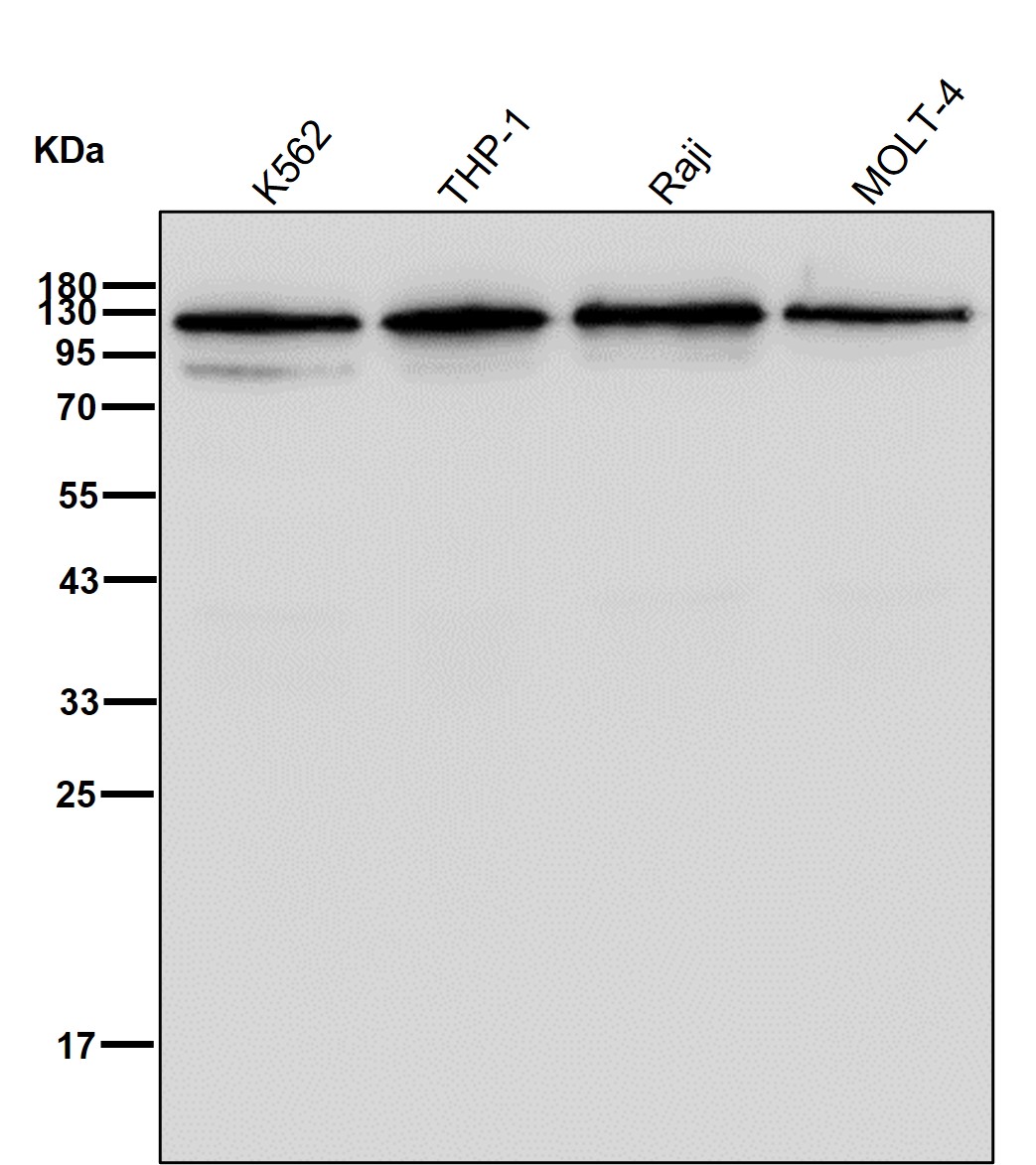 Hsp105 Ab