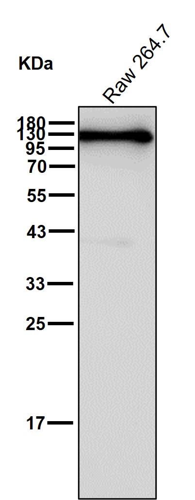 Hsp105 Ab