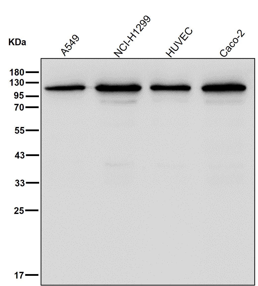 Hsp105 Ab