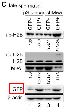 GFP tag Ab