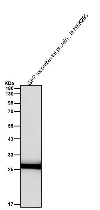 GFP tag Ab