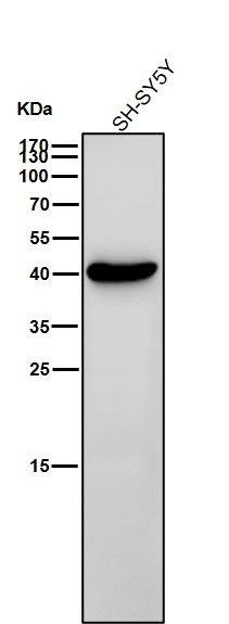 beta Actin Ab