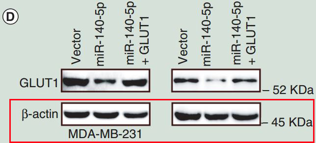 beta Actin Ab