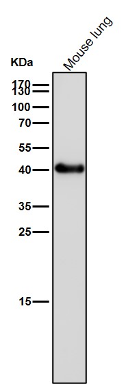 beta Actin Ab