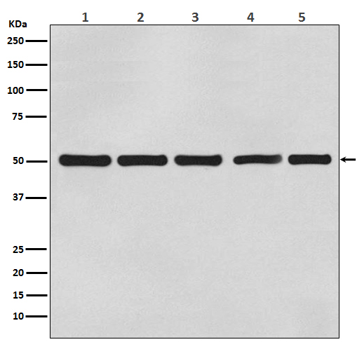 beta Tubulin Ab