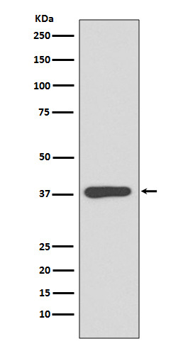 Maltose binding protein Ab