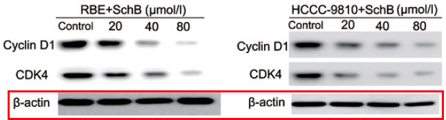 beta Actin Ab