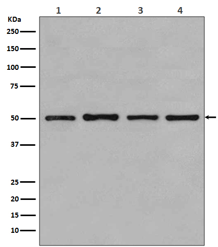 beta Tubulin Ab