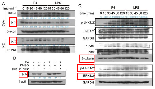 beta Tubulin Ab