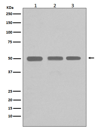 beta I Tubulin Ab