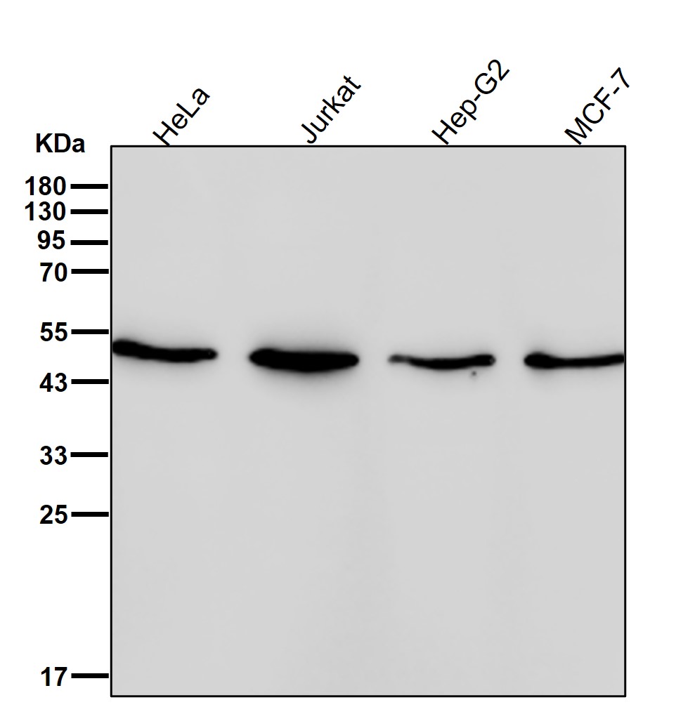 beta I Tubulin Ab