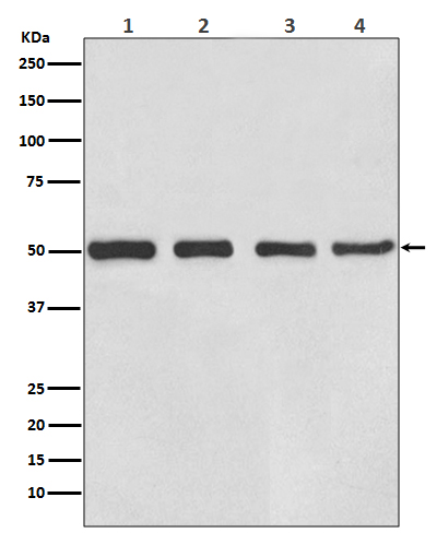 beta III Tubulin Ab