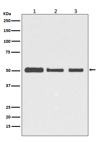 beta Tubulin Ab