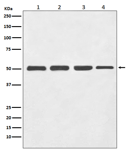 beta III Tubulin Ab