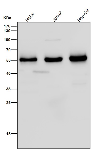 beta III Tubulin Ab