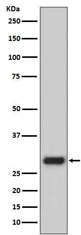 GFP tag Ab