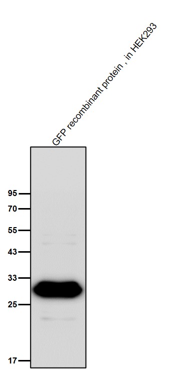 GFP tag Ab