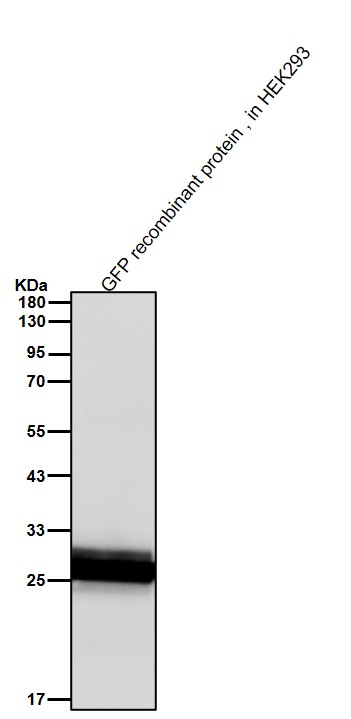 GFP tag Ab