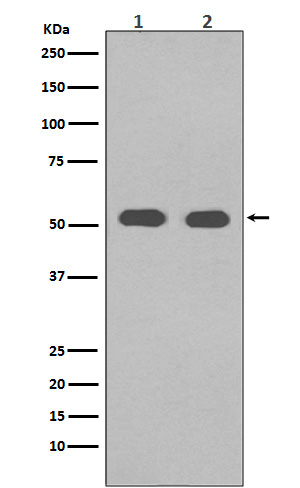 alpha 4A Tubulin Ab