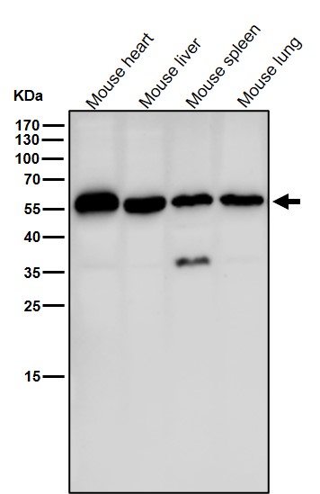 alpha 4A Tubulin Ab