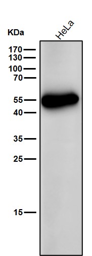 alpha 4A Tubulin Ab