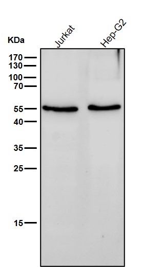 alpha 4A Tubulin Ab