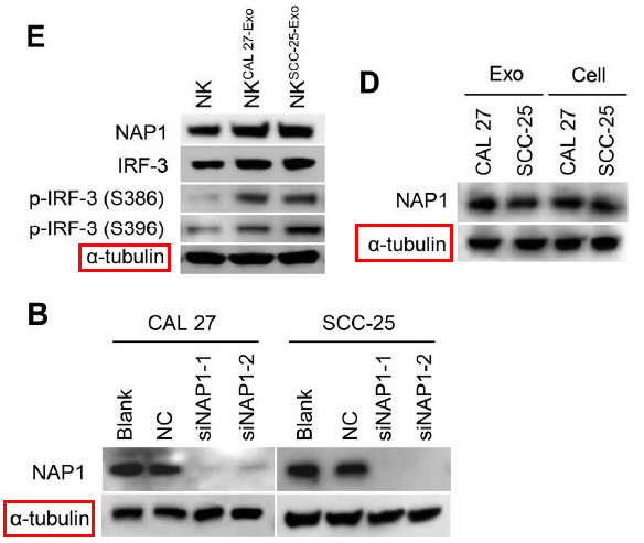 alpha 4A Tubulin Ab