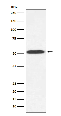 alpha Tubulin Ab