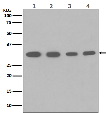 PCNA Ab