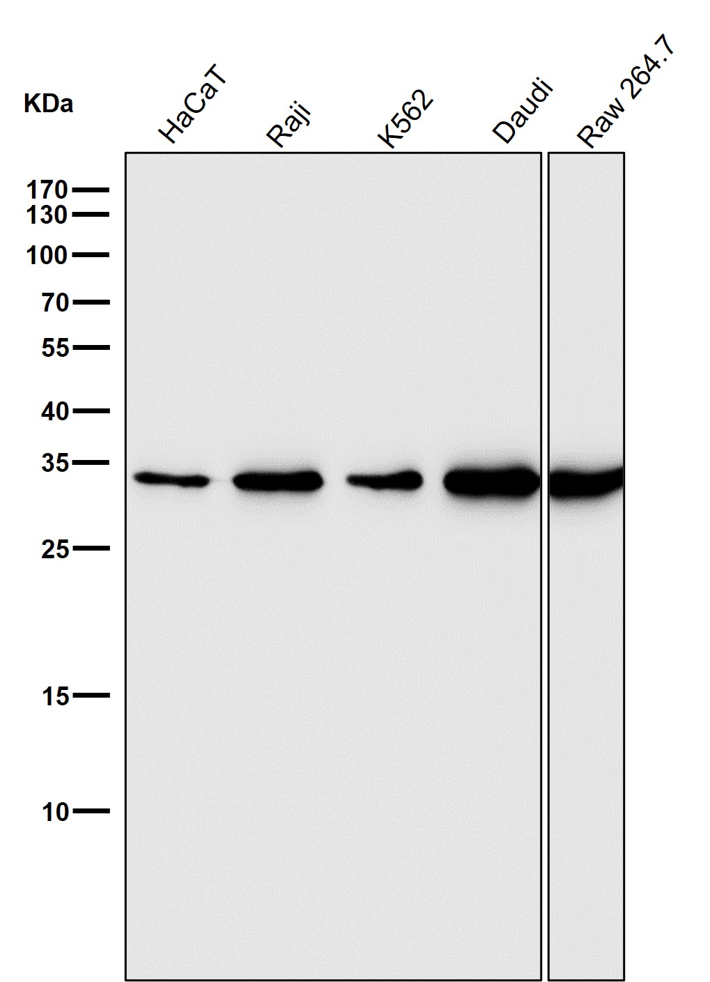 PCNA Ab