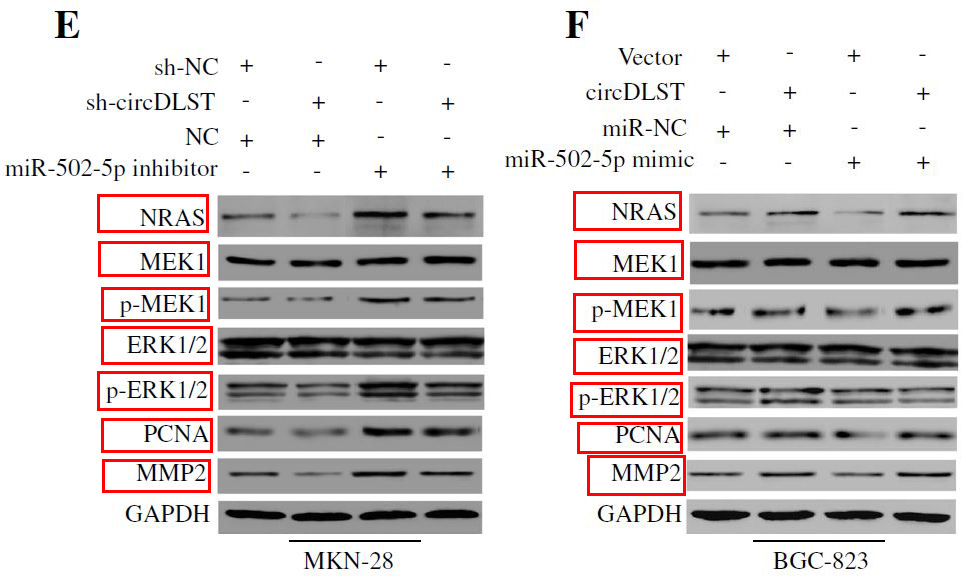 PCNA Ab