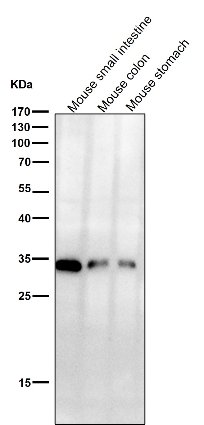 PCNA Ab